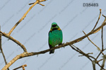 Green-headed Tanager (Tangara seledon)